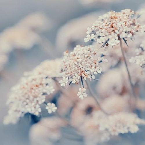 جیمی و سلو دیدی